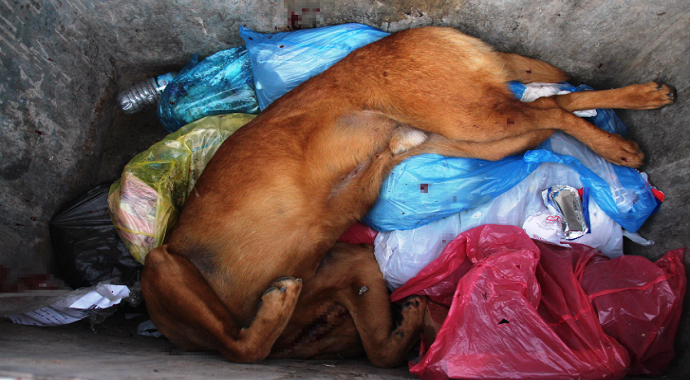 Bodrum'da Köpeği tüfek ile vurup can çekişirken çöpe attı