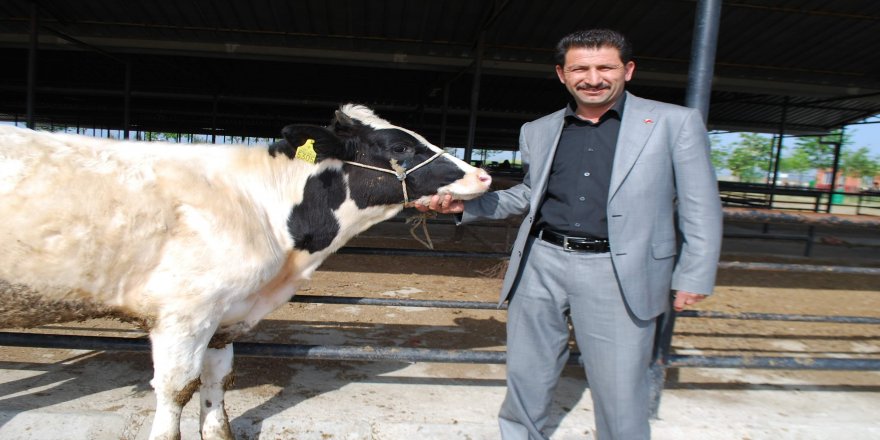 İnek ve boğalar Sahipleri tarafından pazar yerlerinde unutuldu