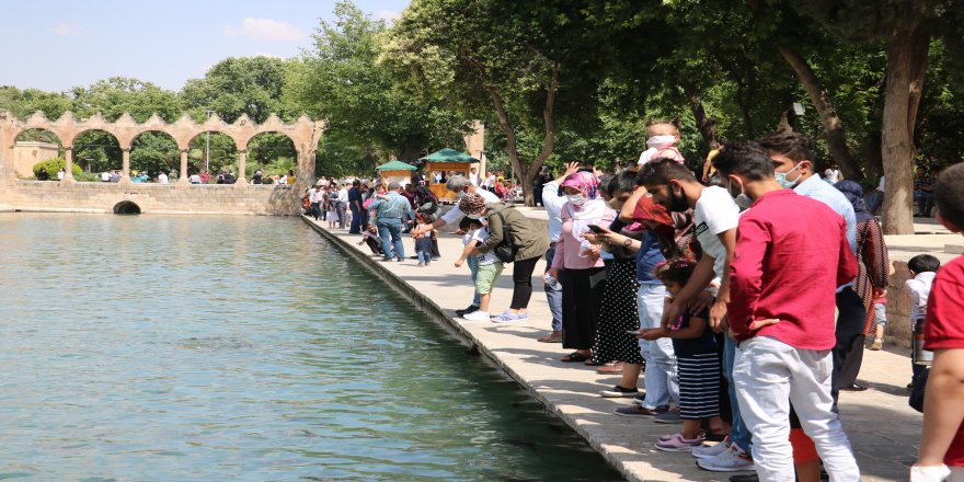 Şanlıurfa Balıklıgöl’de altın renginde balık görüldü