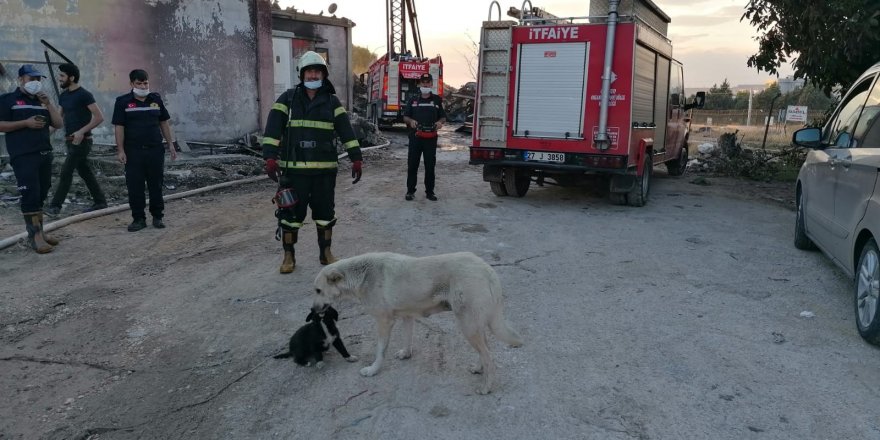 Yanmaktan son anda kurtarılan Kömür annesine kavuştu