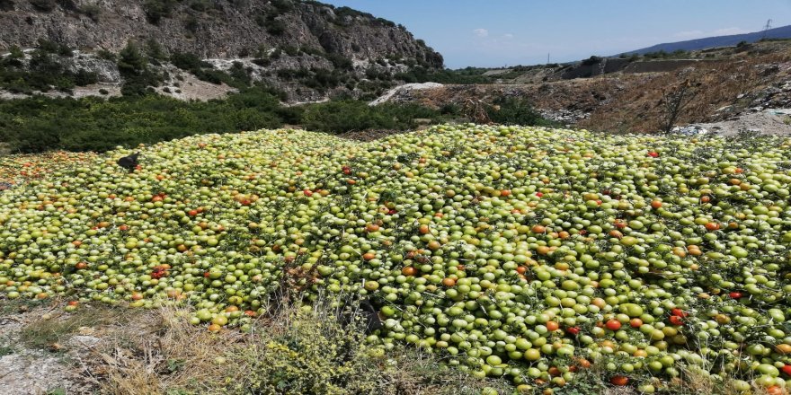 Denizli'de 2 tır domatesi boş araziye bıraktılar