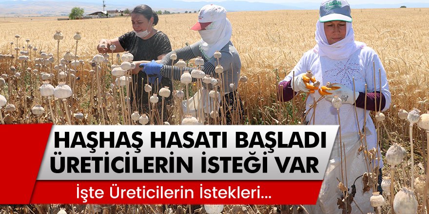 Afyonkarahisar’da haşhaş hasatı başladı fakat üreticilerin istekleri var