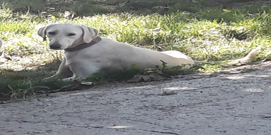 ‘Tılsım’ isimli sokak köpeği sağlığına kavuştu