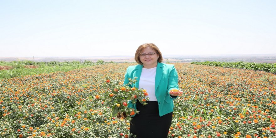 Gaziantep'te aspir üretimi için önemli adım