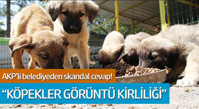 AKP'li belediyeden skandal cevap! 'Köpekler görüntü kirliliği'