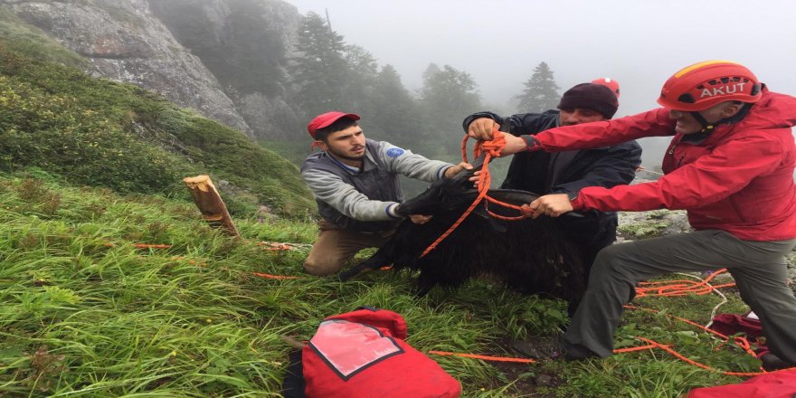 Mahsur kalan keçi AKUT ekipleri tarafından kurtarıldı