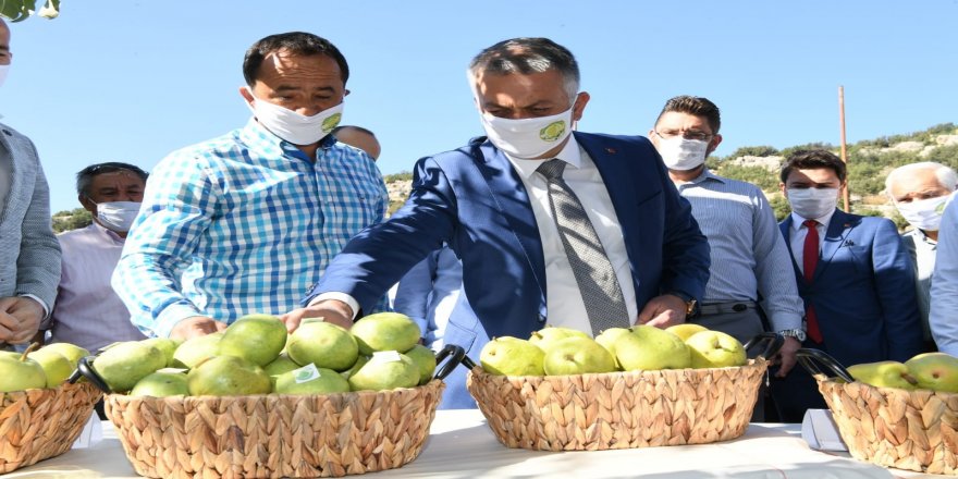 Vali Ersin Yazıcı'dan, Korkuteli'de Karyağdı Armudu hasadı