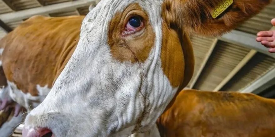 Kurban Bayramında Dana Fiyatlarında Rekor Seviyede Artış! Fiyatlarıdaki büyük artışın Fiyatlarının Nedenleri ve Etkileri!